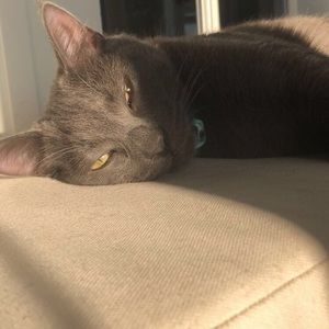 Meet your Posher, Abby